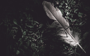 Feather quill lying in green grass. Writers guild 