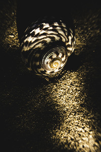 Sea shell in darkness