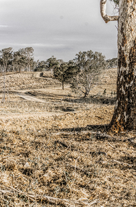 Raw Country Dreaming