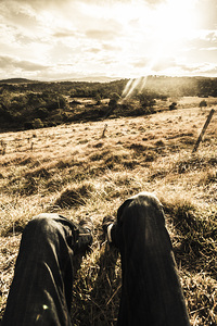 Australian adventurer on rural holiday