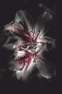 Dark fine art azalea flowers in nights shadow