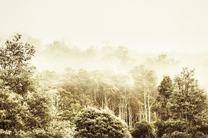 Vintage winter woodland