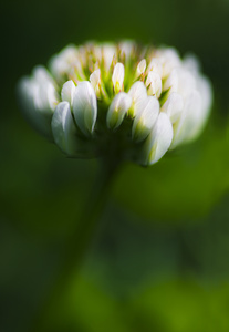 Clover Flower Macro