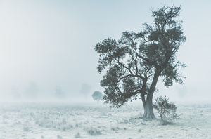 Alleena winter landscape