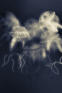 Crepsiculs – An awakening