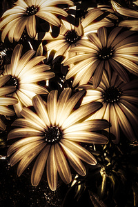 Cape daisy darkness