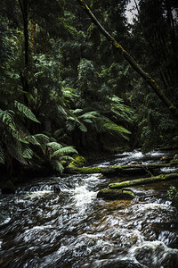 Nelson River Franklin-Gordon Wild Rivers National Park
