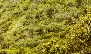 Forest footbridge