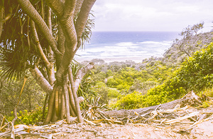 Pandanus palm paradise