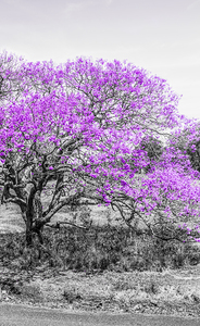 Jacaranda Hues