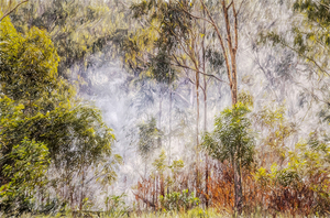 The Fog And The Forest