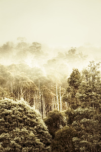 Rustic Tasmanian rural forest