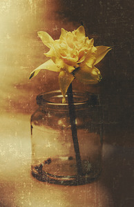 Vintage daffodil flower art