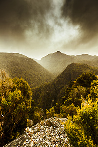 Foggy mountainous forest