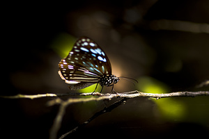 Colorful Butterfly On Twig