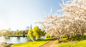 Deloraine cherry tree panorama