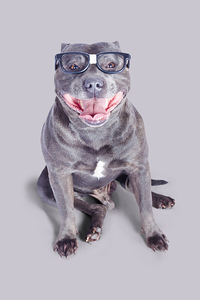 Dog wearing nerd glasses