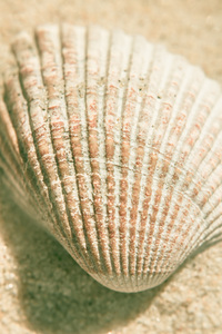 Macro marine minimalism