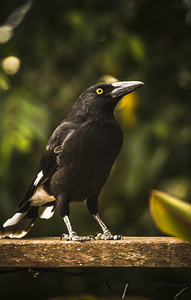 Black Currawong Bird