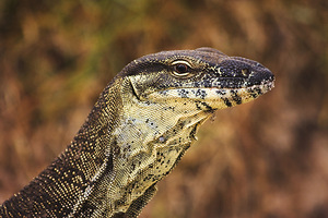 Sandy Goanna
