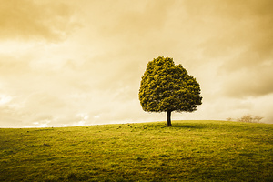 Single green tree in meadows of old