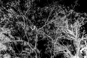 Of a elaborate design