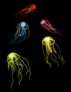 Colors of aquatic life