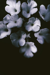 Artistic dark blue flowers in night winter garden