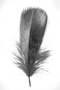 Pencil plume