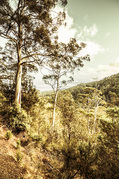 Gumtree bushland Print