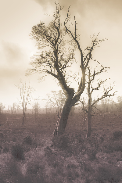 Mystery tree in a dark scary forest Print