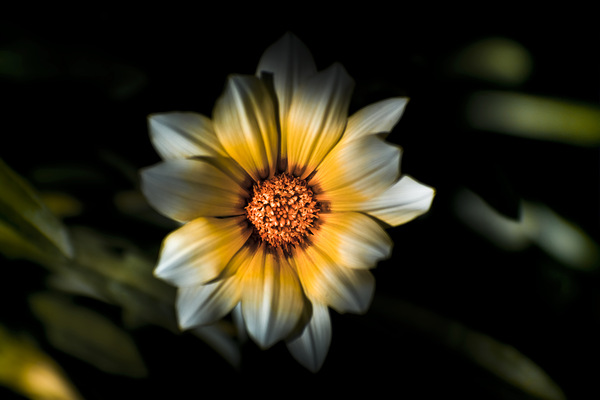Dark Daisy Flower by Jorgo