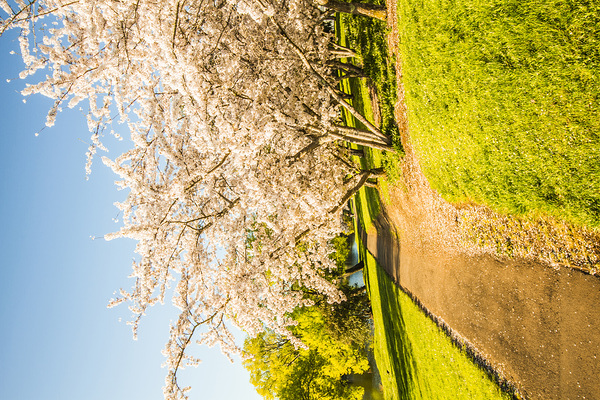 Cherry blossom lane Print