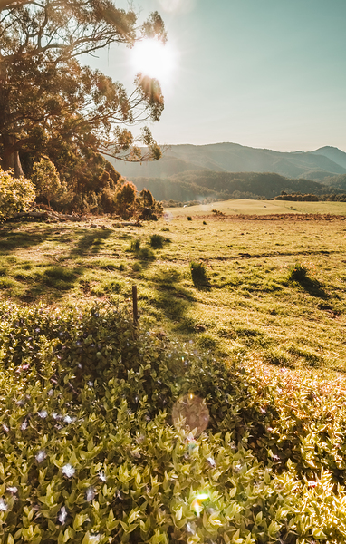 Dusky fields by Jorgo
