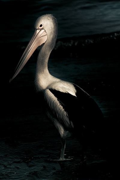 Twilight Pelican Print