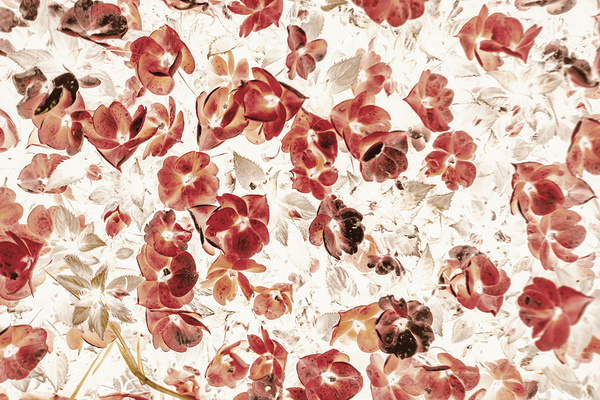 Petal Patch by Jorgo