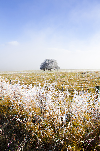 Fairytale winter in Fingal Print