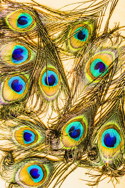 Peacock feathers still life Print