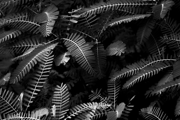 Ferns by the river Print