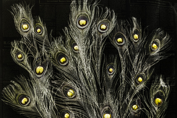 Of many eyes by Jorgo