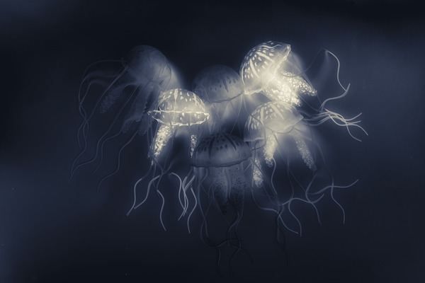 Medusas light by Jorgo
