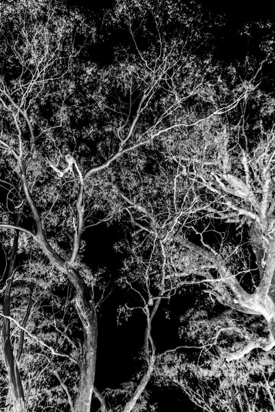 Tree dream by Jorgo