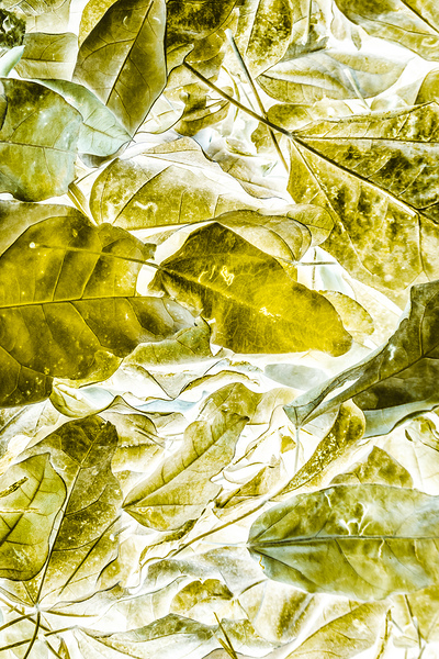 Leafage  by Jorgo