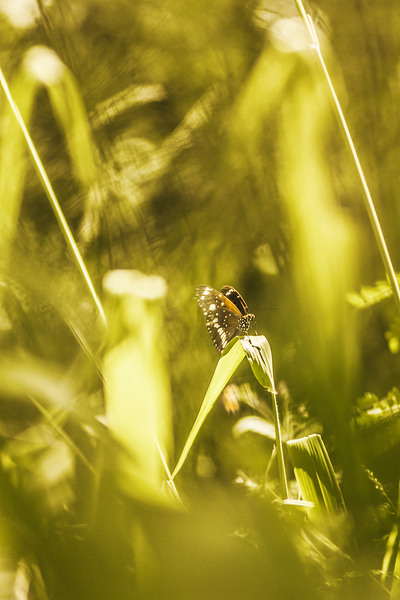 Jungle butterfly by Jorgo