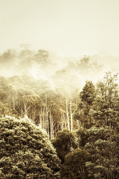 Rustic Tasmanian rural forest by Jorgo