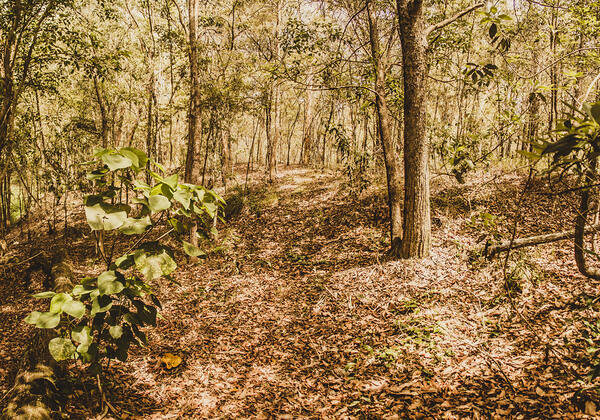 Autumn path obscured by fallen foliage by Jorgo