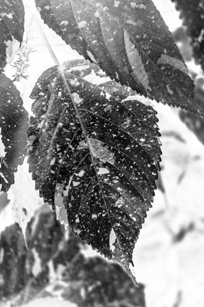 Leaves and light by Jorgo