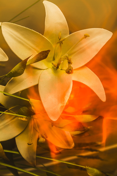 Flames of intimacy by Jorgo