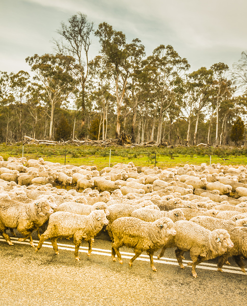 Sheep country by Jorgo
