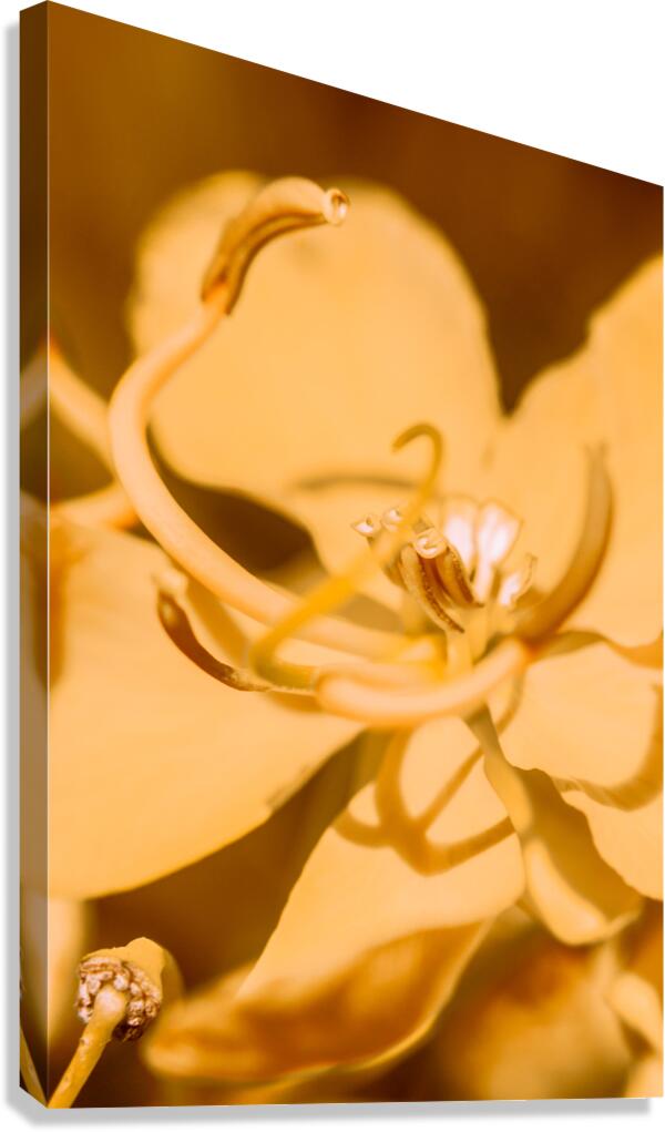 Wild orange Canvas Print
